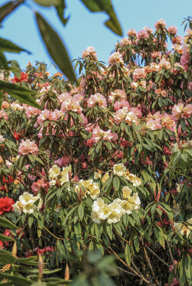 ［百里杜鹃］花开百里，只为遇见你