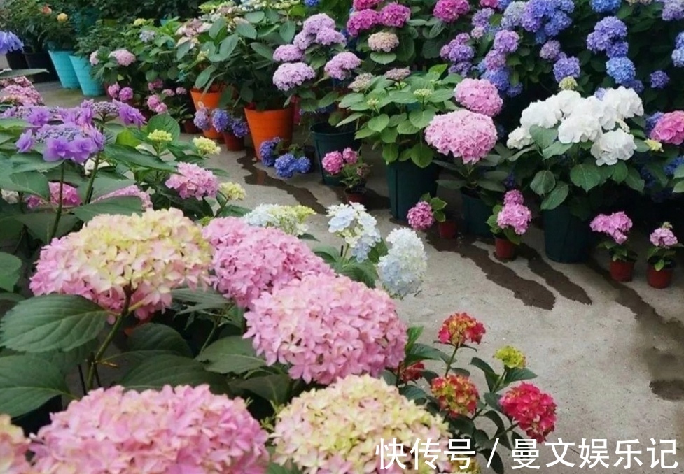 花卉|家里经常养的5种花,很多人还不知道有毒性,养护时要注意