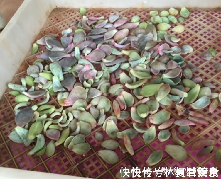 大户|多肉叶插，从摘叶子开始，简单3步，轻松变大户