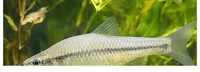 江西水库麦穗鱼泛滥？其实它已入侵34国，欧洲早就成“重灾区”