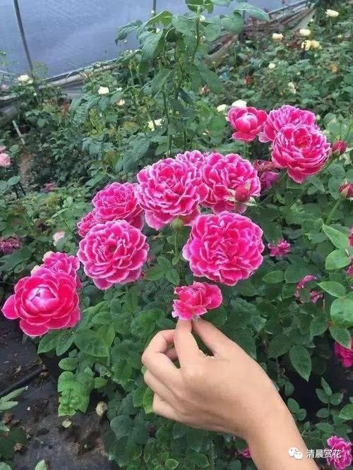 区别|月季、蔷薇、玫瑰有区别，懂得1点，全都能养好，开花一茬茬