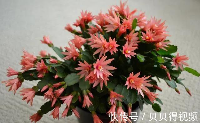 它虽然不是蟹爪兰，但是一样好养、开花很耐看