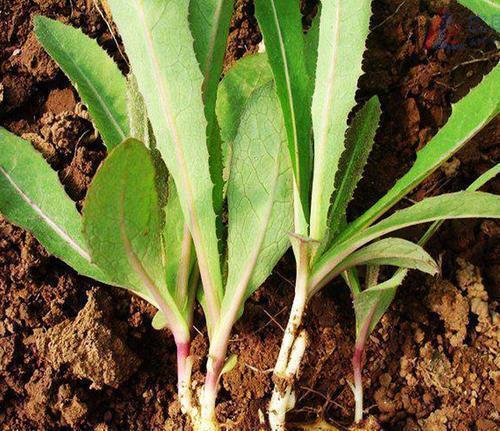 中年|5种被名字“坑”的野菜,常被错当成杂草,殊不知价值极为珍贵
