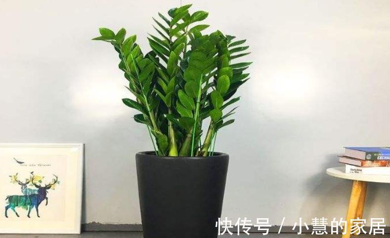 公认的“12种耐阴花”,有点散光就能长,花叶俱美有格调