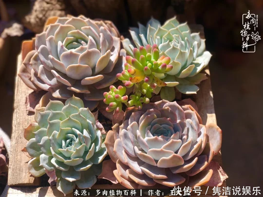 多肉遇上枯木木花盆,姑娘自己造!