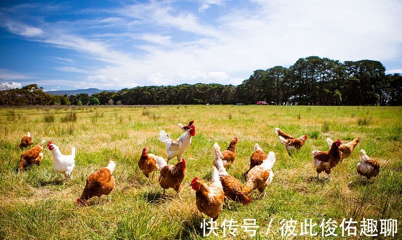 事业|生肖属鸡人，8月贵人不请自来，躲不过的富贵，爱情事业双丰收