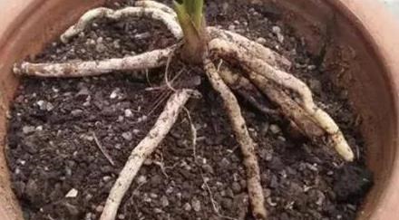 养花土,用一个塑料袋,轻松杀虫灭菌,花盆里一个虫子都没有