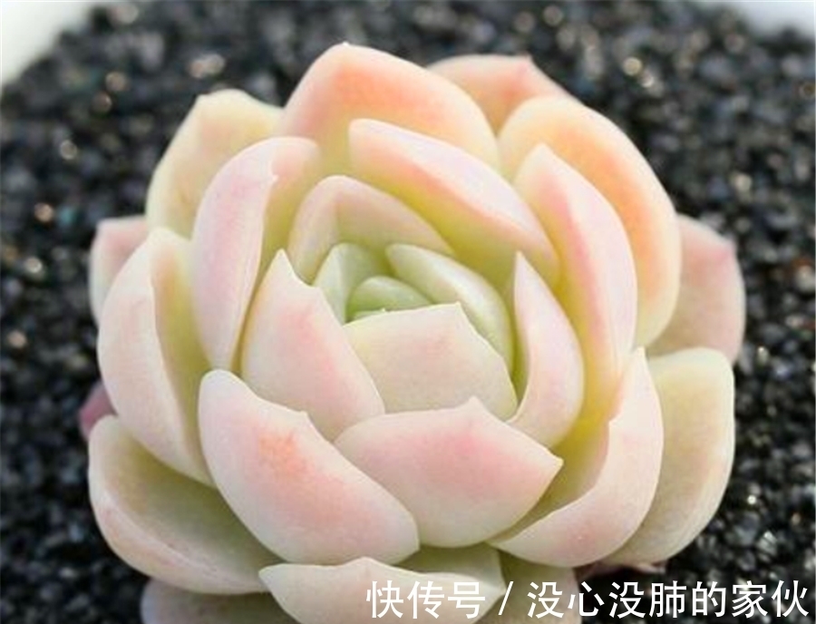 多肉中的“水晶包子”,爱群生爆头,晶莹剔透粉嫩可爱,适合新手