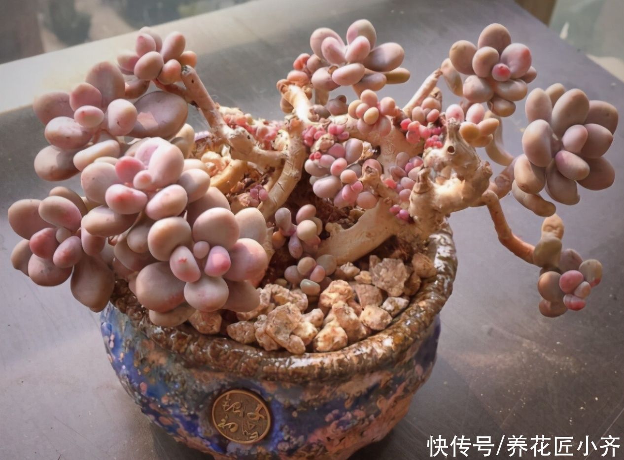 秋丽|想养多肉不会养?5种多肉好养,给它时间,它会“惊艳”到你