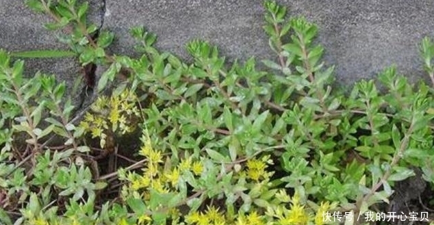 它是如此的珍贵,若长在你家路旁,赶紧移栽家中,小心被别人挖走