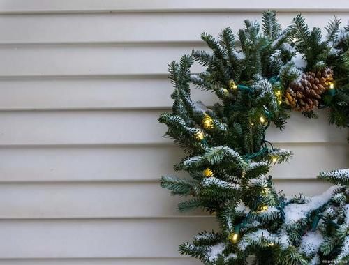 4种适合养在客厅的树,耐旱好养活,寓意好还能净化空气