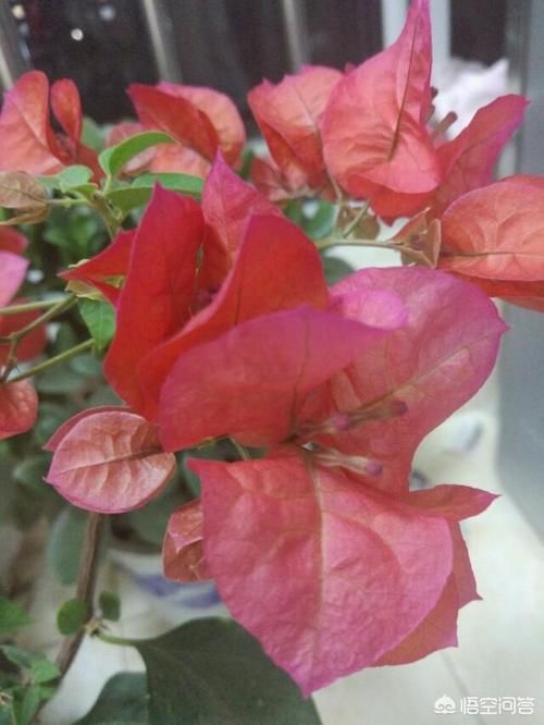 三角梅施什么肥最好？