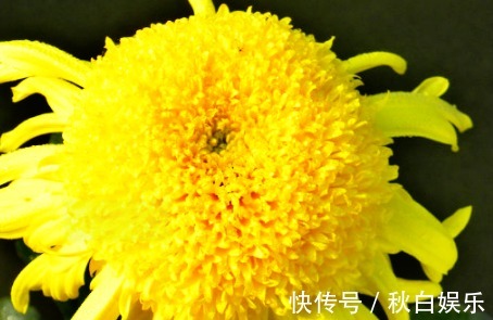 花花|喜欢菊花，就养盆“菊中珍品”盘龙金桂，似金玉圆球，优雅霸气