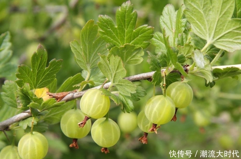 女人常食此果好处数不来，每天食几个，养血养颜，气色越来越红润