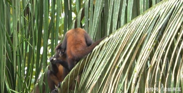 护林员|给你千里眼和顺风耳,你会做什么?