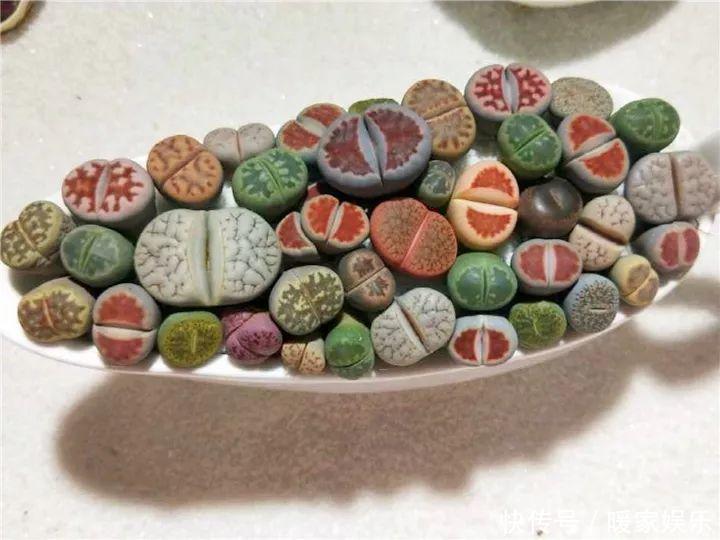 6种多肉太难养,赶紧留个种,省得每年都要重新买!