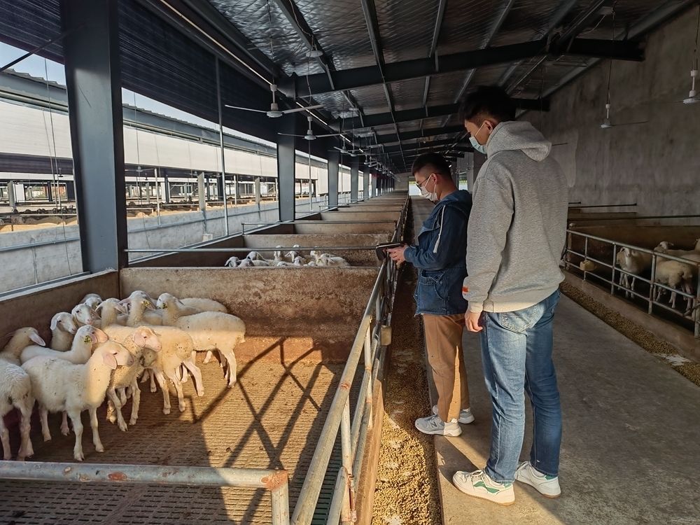 湖州师范学院|湖羊也注册上了“健康码”？