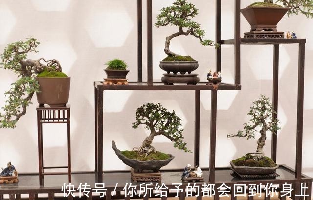 家庭|家庭盆景正确的摆放姿势，从4个方面来考虑，解决盆景放置的窘境