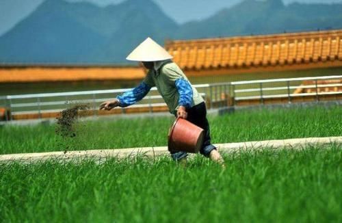  符合|俗语“芒种端午前，处处有荒田”，今年符合此情况，有什么说法？