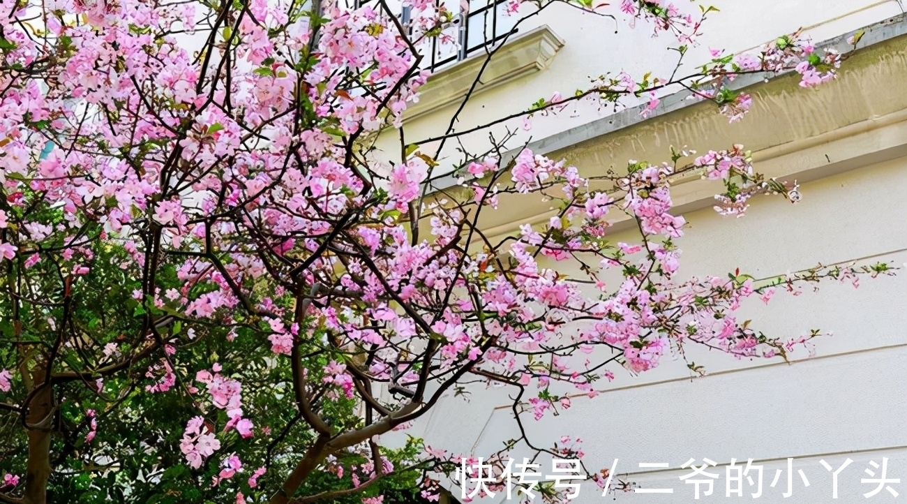 石榴树|家里有院子,就种5种“旺宅树”,观赏收果两不误,吉祥又实用