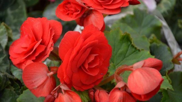 大神|“此花”不是大神“不敢”碰,浇水就烂根、叶,新手这谁养得活