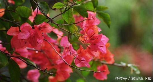 终于|终于知道三角梅为什么不开花了!你遇到过吗