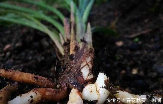 刚买的兰花怎么种?4种常犯的错误,新手兰友要学会避免