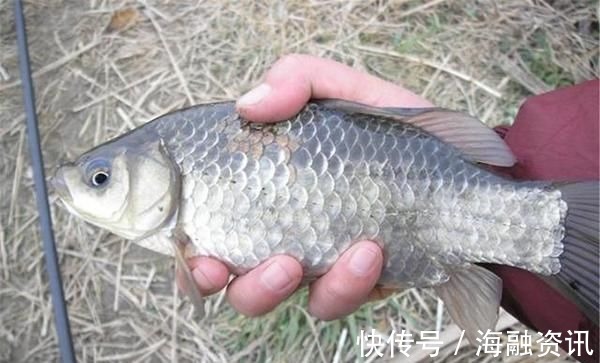 钓鱼|这东西1块钱1个,用来钓鱼很不错,比某些商品饵料还给力,别错过