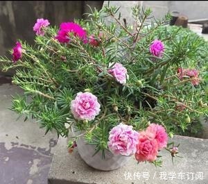 这“三种花”遇水疯长,一天不补水,丑到没朋友,大户人家最爱养!
