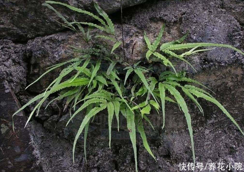 养护|外面遇到5种小植物，带回来做成小盆景，漂亮又美观