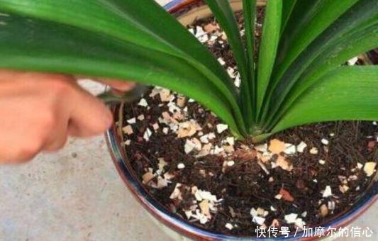 垃圾|4种垃圾家家都有，垫在花盆里，半年长出白菜根早看少吃亏