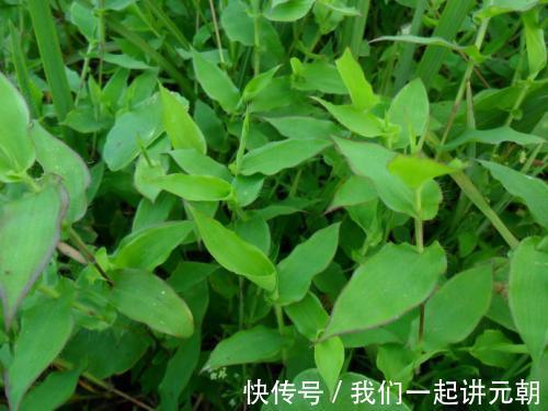 咳嗽|农村一种似竹叶的野草,农民曾拿来喂牲畜,殊不知治疗咳嗽有奇效