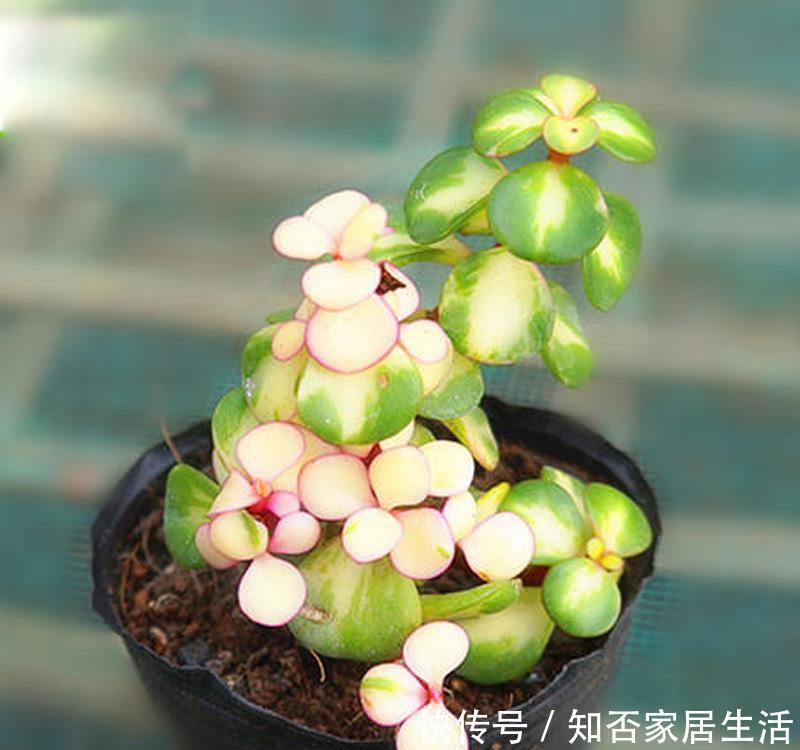 清丽|马齿苋属多肉三种你分清了吗?一起认识一下吧,美观清丽又脱俗
