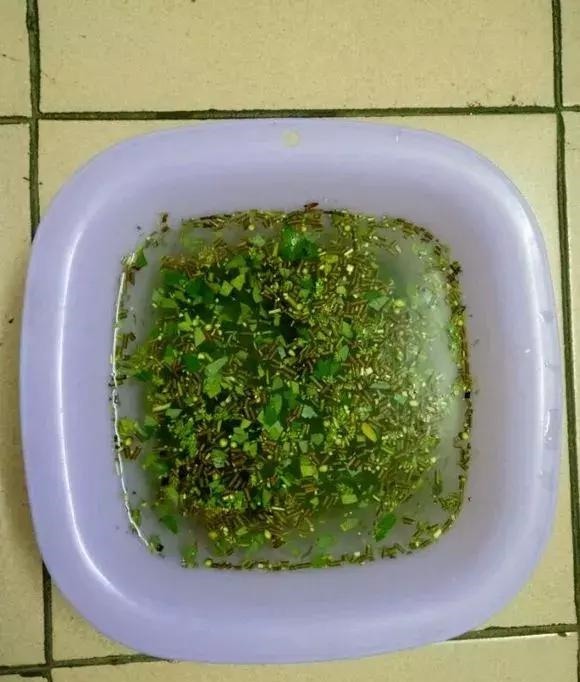 扦插不长根5种生根水里泡一泡，10天长出大白根，蹭蹭长！