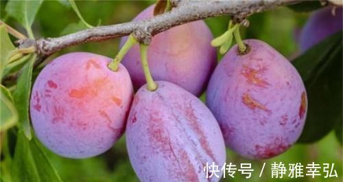 苹果|会吃的人最健康,3种食物离不开,排毒养颜,提高免疫力!