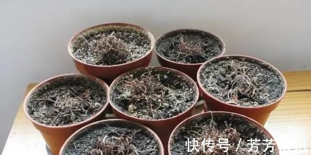 夏天这8种花赶快“断水”,一瓢水就能要了小命