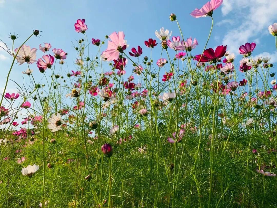 格桑花开了，让我们在临沭蛟龙航空主题公园里遇见幸福