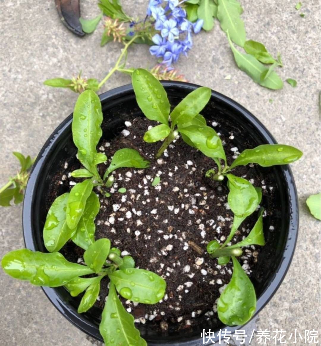 扦插|6种漂亮的花,秋天扦插生根快,来年就能开花