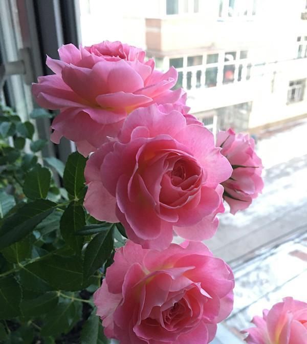 此款阳台盆栽花，漂亮似牡丹，花开一整年，养护简单，很值得栽培