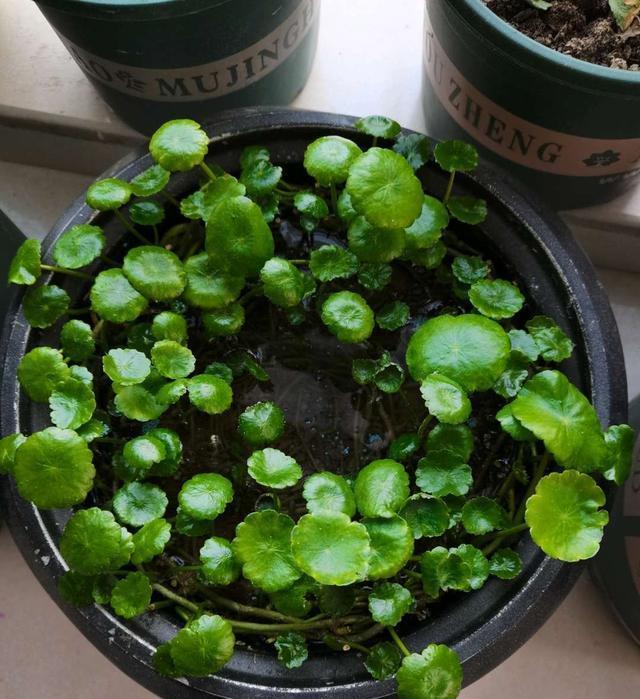 春季养铜钱草,记住9个字,长势快,绿叶多,新手也能养爆盆