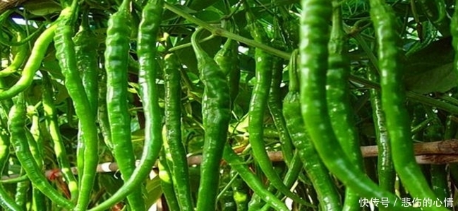 南方人|农村最常见的菜，南方人吃叶不吃果，做腌菜味道绝佳