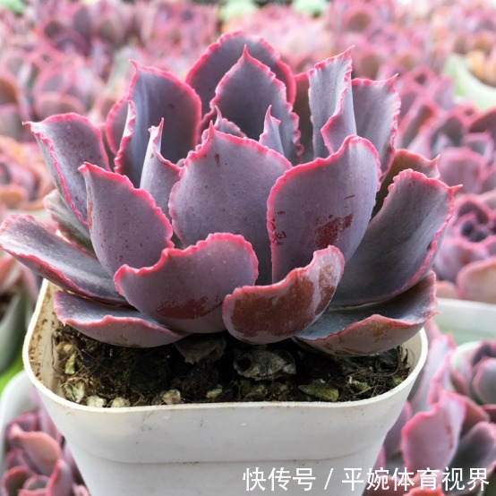 怎么养好多肉植物晚霞之舞?遵循此5点