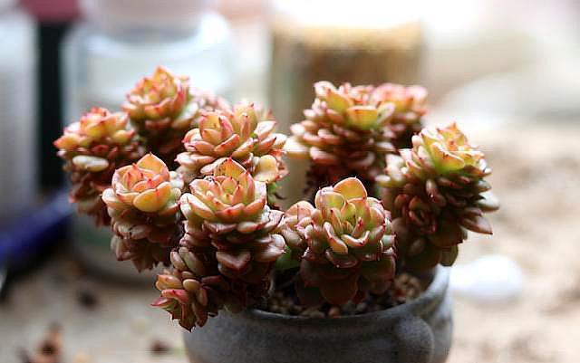 夏季养多肉，“保命”是关键，做好4要点，轻松度过“生死劫”