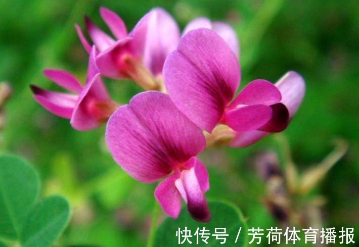 寓意@此花花色娇艳迷人,深为万千诗歌名人所钟爱,寓意为害羞与深思