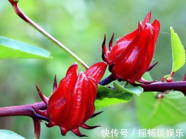 女性|女性想皮肤好,立秋后最应该吃的三种食物,美颜养眼可真少不了