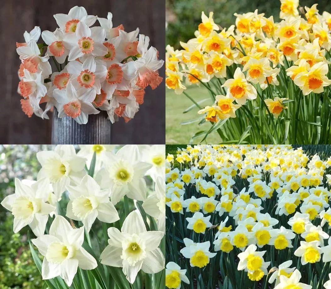 这花真能开,4个球开出28朵花,一颗就能开爆盆!