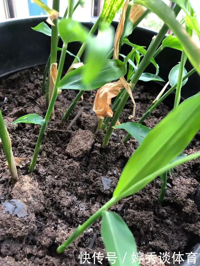 生姜切1刀丢盆里，7天发芽，半年变成“1桶姜”！