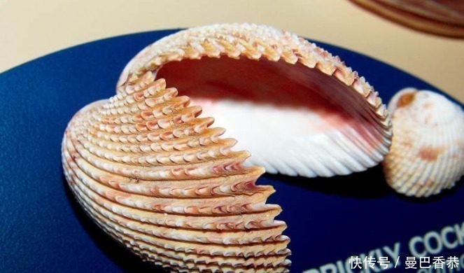 贝类|美国马特乌贝壳博物馆：200多万枚贝壳汇聚的贝壳世界！