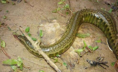 农村|农村儿时这种野生小鱼，有很多叫不出名字的鱼，你还记得多少