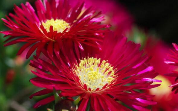 养花就养这4款，不用操啥心，枝头窜满花苞，美成小花园